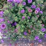 Symphyotrichum novae-angliae Flower