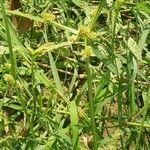 Cyperus difformis Fula