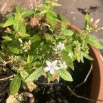 Pentas lanceolataFlower