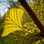 Ribes magellanicum Hoja