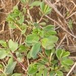 Talinum portulacifolium 葉