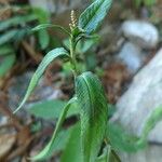 Polygonum persicaria Άλλα