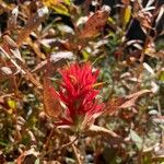 Castilleja miniata Flower