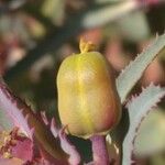 Euphorbia retusa Fruit