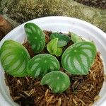 Peperomia argyreiaLeaf