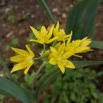 Allium moly Flor