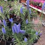 Echium webbii Fuelha