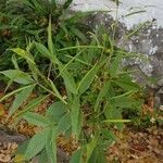 Cleoserrata serrata Yaprak