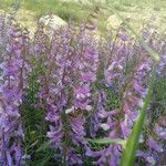 Vicia dalmatica 花
