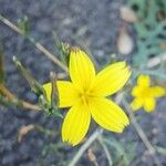 Lactuca viminea Flower