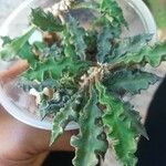 Euphorbia decaryi Blad