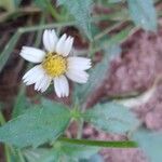 Tridax procumbens Цветок