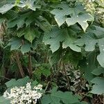 Montanoa hibiscifolia Habitus