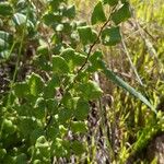 Adiantum chilense Feuille