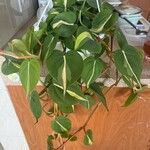 Philodendron cordatum पत्ता