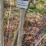 Hamamelis japonica മറ്റ്