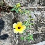 Turnera subulata Flor