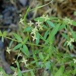 Galium porrigens Hábito