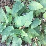 Scrophularia californica Leaf