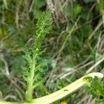 Pedicularis mixta Leaf