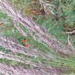 Calamagrostis canescens ফুল