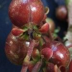 Doliocarpus dentatus Fruit