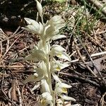 Cephalanthera austiniae ᱵᱟᱦᱟ