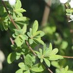 Exochorda × macrantha Leaf