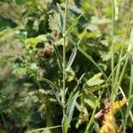 Silene skorpilii Leaf