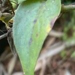 Manettia luteorubra Hoja