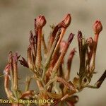 Pistorinia hispanica Fruit