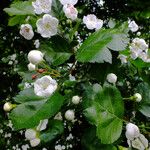 Crataegus × media Blad