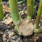 Peperomia inaequalifolia Bark