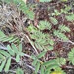 Caesalpinia decapetala Frunză