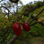 Cornus officinalis Fruto