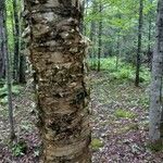 Betula alleghaniensis Kôra