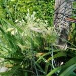 Allium flavum Цветок