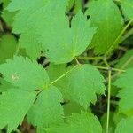 Actaea rubra Blatt