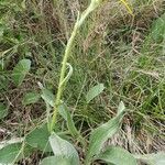 Senecio provincialis Habit