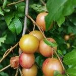 Prunus cerasifera 果實