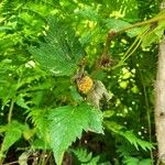 Rubus spectabilis Hostoa