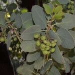 Arctostaphylos mewukka Blomma