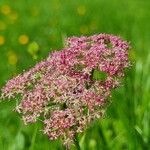 Mutellina purpurea Flower