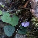 Cymbalaria aequitriloba Habit