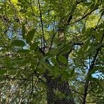 Fraxinus latifolia Leaf