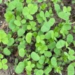 Trigonella stellata Leaf