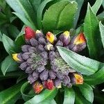 Erysimum × cheiri Floare