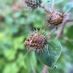 Arctium tomentosum Frutto