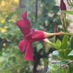 Mandevilla sanderi 花