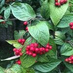 Cotoneaster bullatus ফল